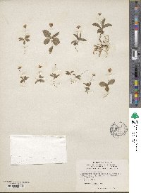 Trientalis europaea image