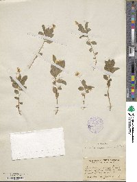 Lysimachia europaea var. arctica image