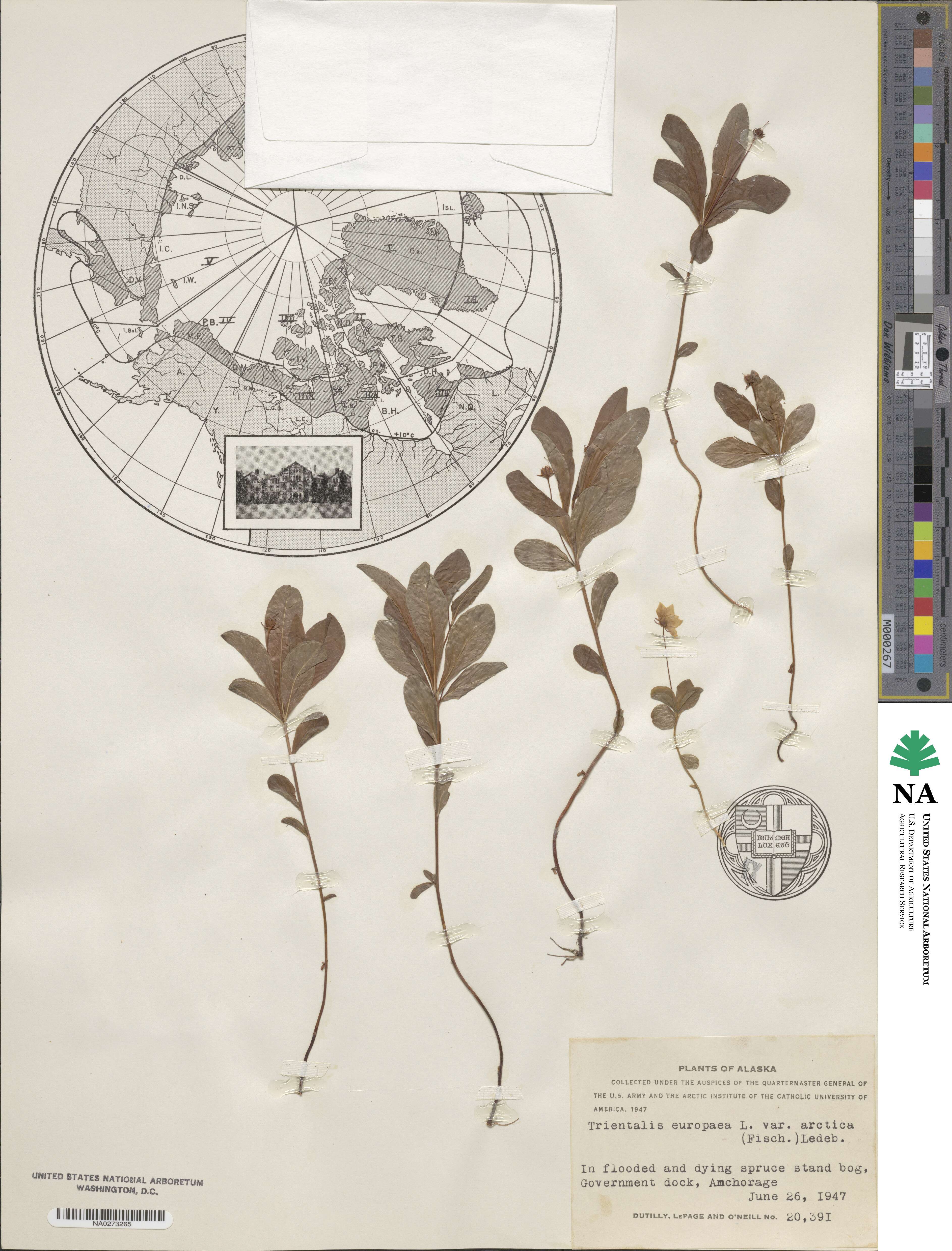 Lysimachia europaea var. arctica image