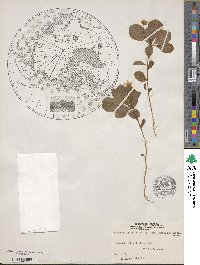 Lysimachia europaea image