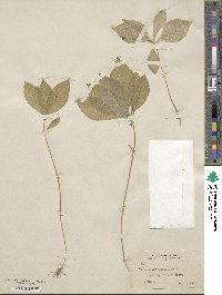 Lysimachia latifolia image