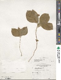 Lysimachia latifolia image