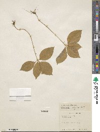 Lysimachia latifolia image