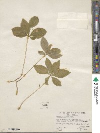 Lysimachia latifolia image