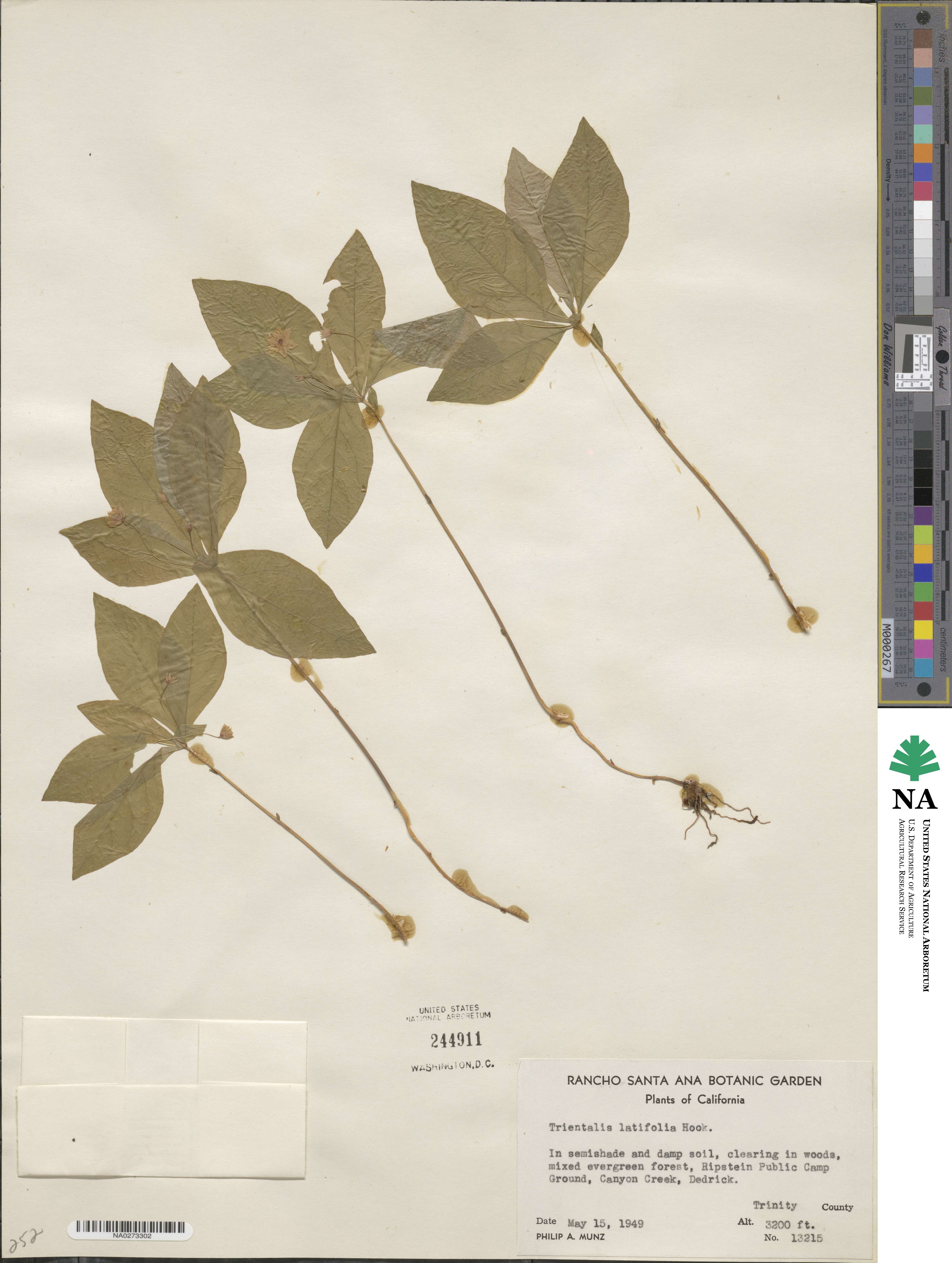 Lysimachia latifolia image