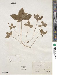 Lysimachia latifolia image