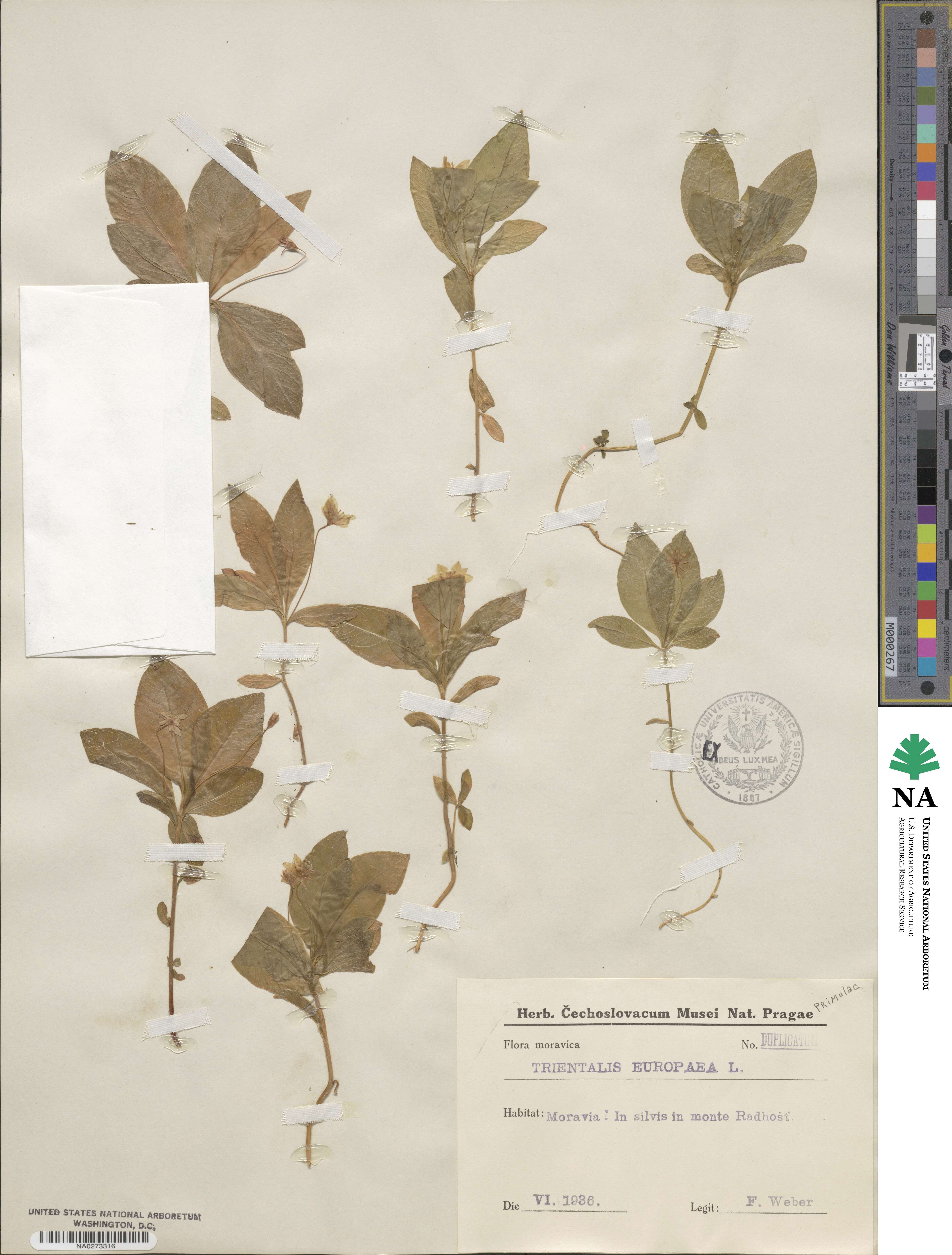 Trientalis europaea image
