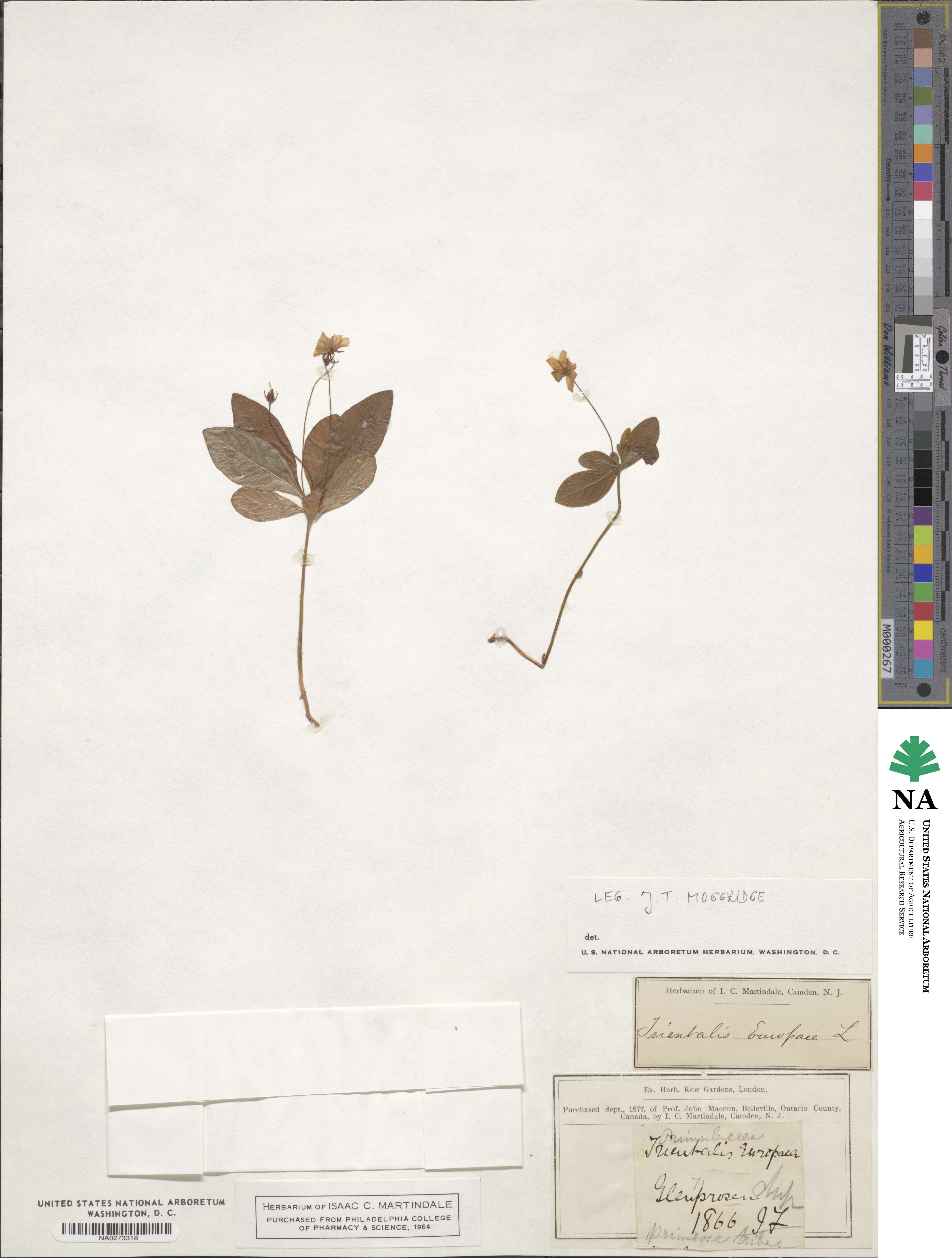 Trientalis europaea image