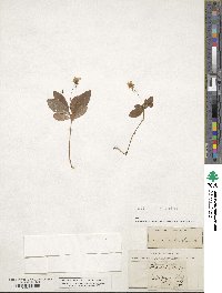 Trientalis europaea image