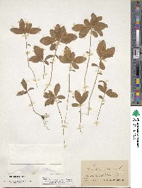 Trientalis europaea image