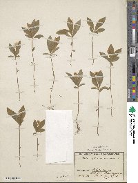 Trientalis europaea image