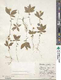 Trientalis europaea image