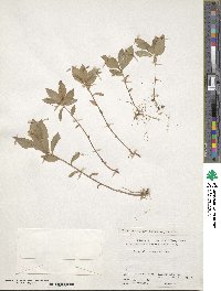 Trientalis europaea image