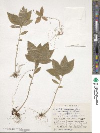 Trientalis europaea image