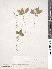 Trientalis europaea image