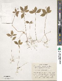 Trientalis europaea image