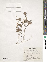 Trientalis europaea image