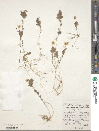 Lysimachia europaea var. arctica image