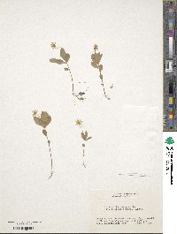 Lysimachia europaea var. arctica image