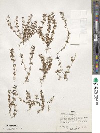 Image of Lysimachia adoensis