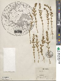 Lysimachia maritima image