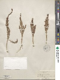 Lysimachia maritima image