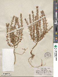 Lysimachia maritima image