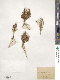 Lysimachia maritima image