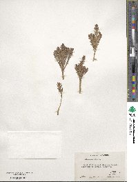 Lysimachia maritima image