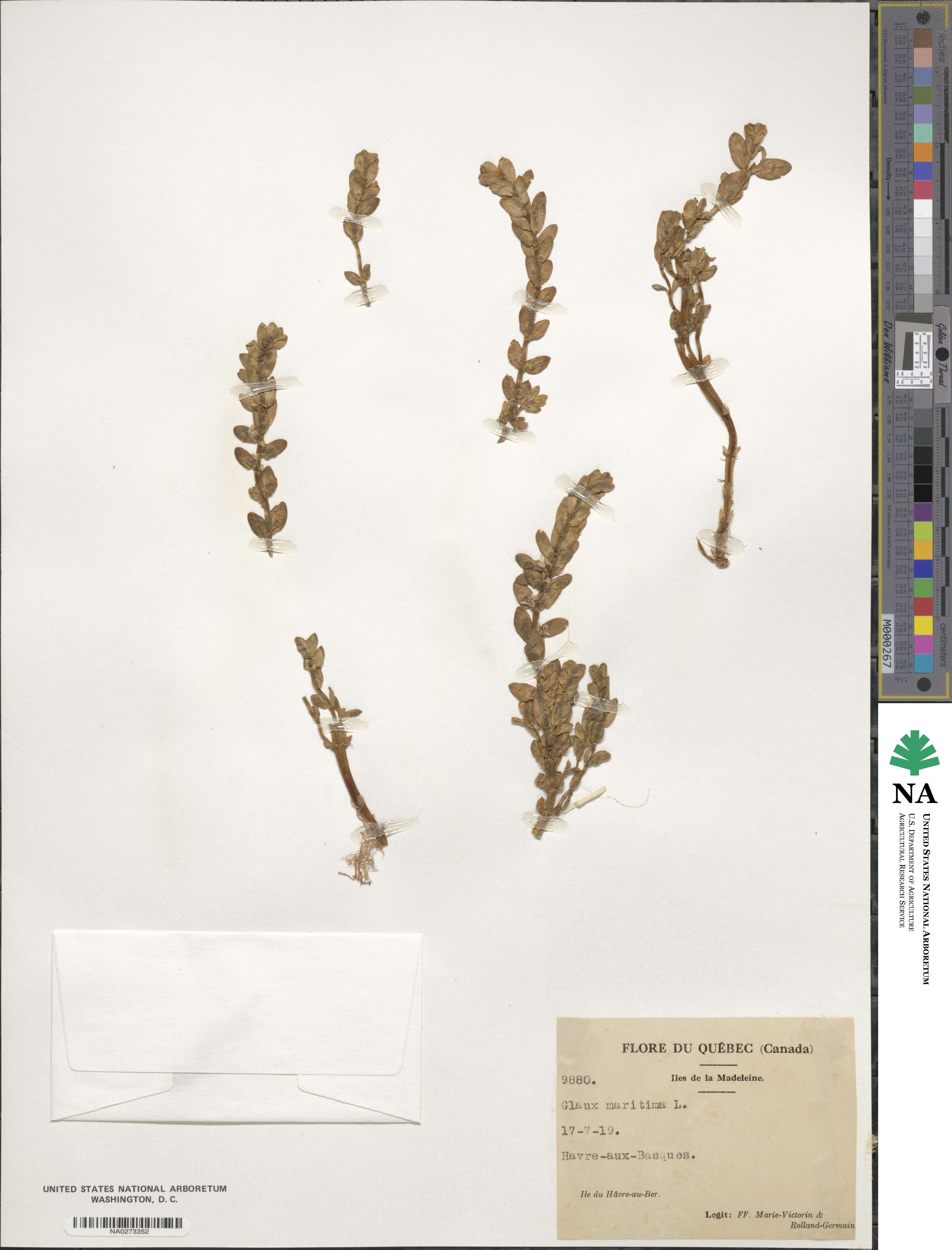 Lysimachia maritima image