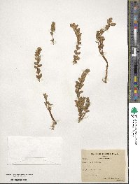 Lysimachia maritima image