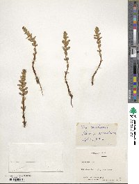 Lysimachia maritima image