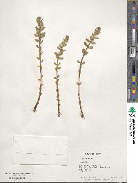 Lysimachia maritima image