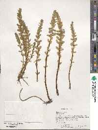 Lysimachia maritima image