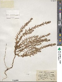 Lysimachia maritima image