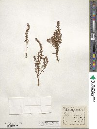 Lysimachia maritima image