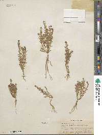 Lysimachia maritima image