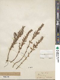 Lysimachia maritima image