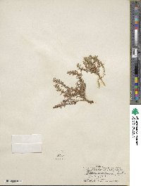 Lysimachia maritima image