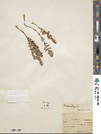 Lysimachia maritima image