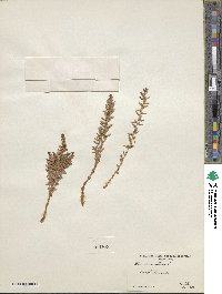 Lysimachia maritima image