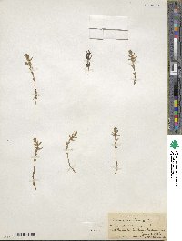 Lysimachia maritima image