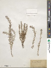 Lysimachia maritima image