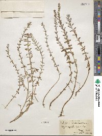 Lysimachia maritima image