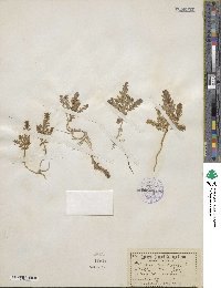 Lysimachia maritima image