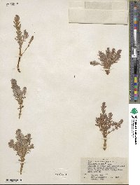 Lysimachia maritima image