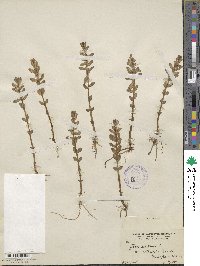 Lysimachia maritima image