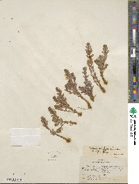 Lysimachia maritima image