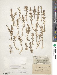 Lysimachia maritima image