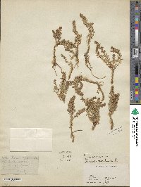 Lysimachia maritima image